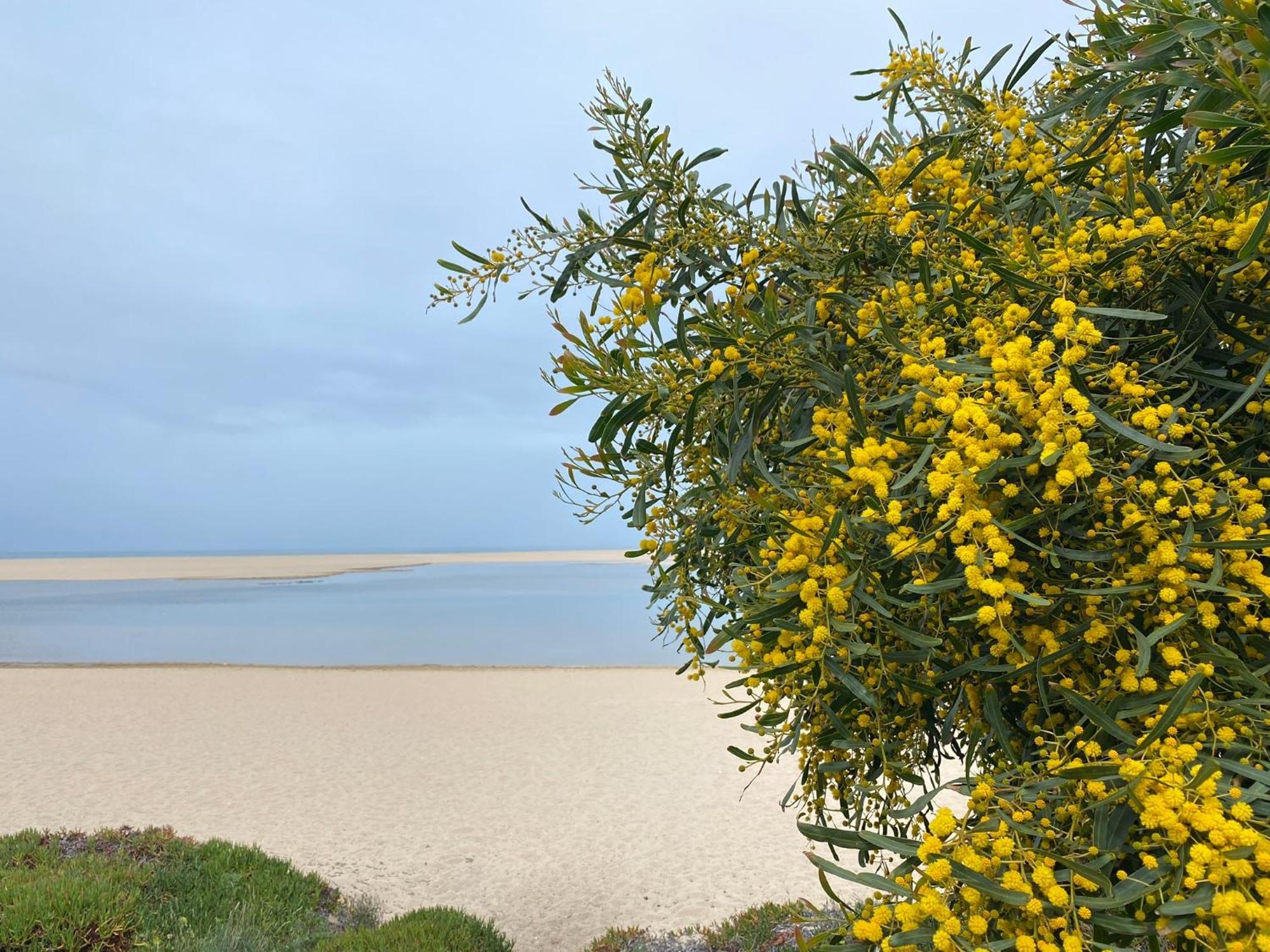 Eco-Friendly Beach House Sesimbra Eksteriør bilde